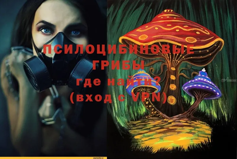 Галлюциногенные грибы Psilocybe  Карачаевск 